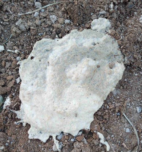 地图鱼粪便外观特征解析:颜色形状与生态意义的全面探索 地图鱼粪便外观特征解析:颜色形状与生态意义的全面探索