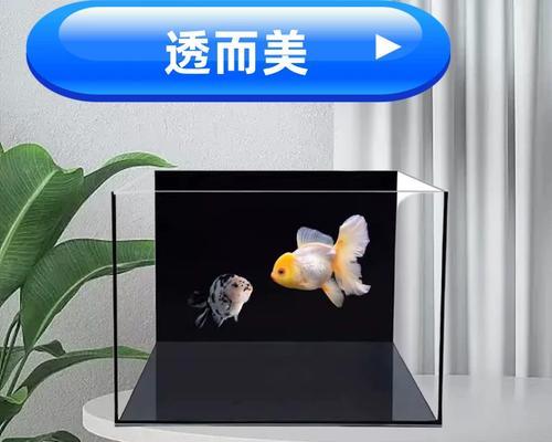 黑背鸟类的神秘魅力：优雅姿态与生态角色探秘