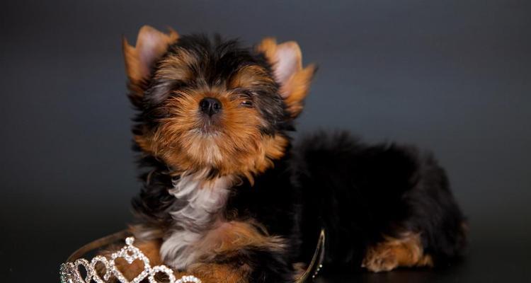 黑背鸟类的神秘魅力：优雅姿态与生态角色探秘