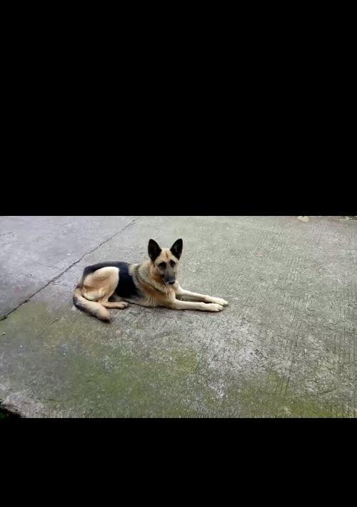 黑背鸟类的神秘魅力：优雅姿态与生态角色探秘