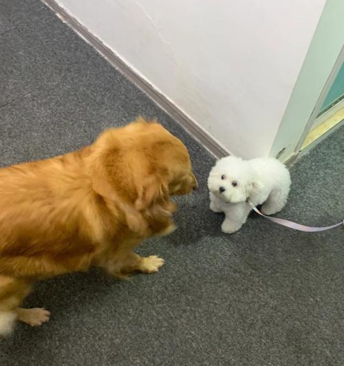 金毛配种空窝原因分析与科学解决方法指南