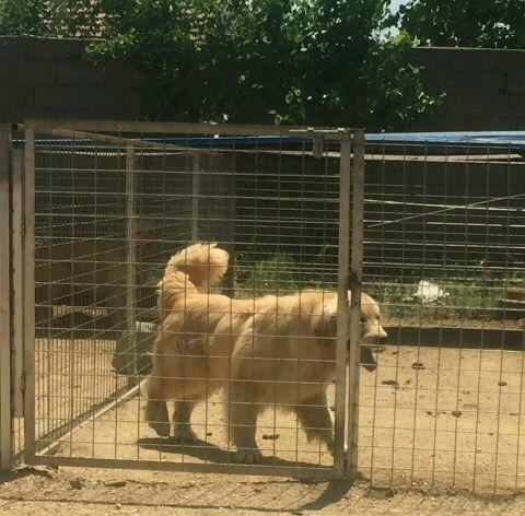 金毛配种空窝原因分析与科学解决方法指南