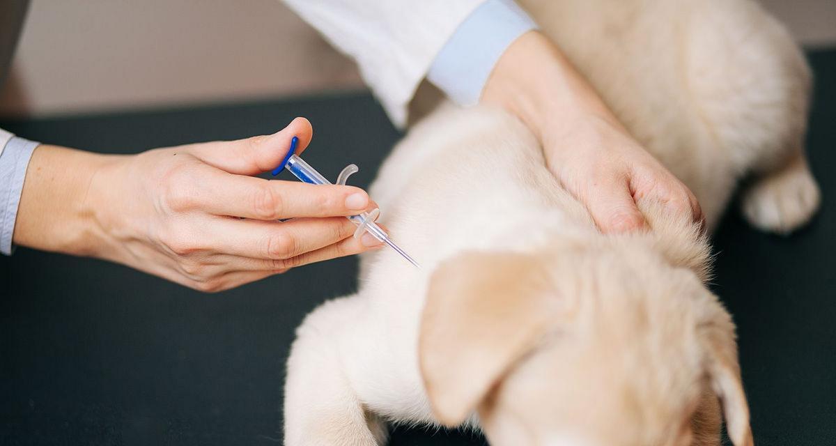 养狗必须打的育苗有哪些?了解这些让爱犬健康成长 养狗必须打的育苗有哪些?了解这些让爱犬健康成长