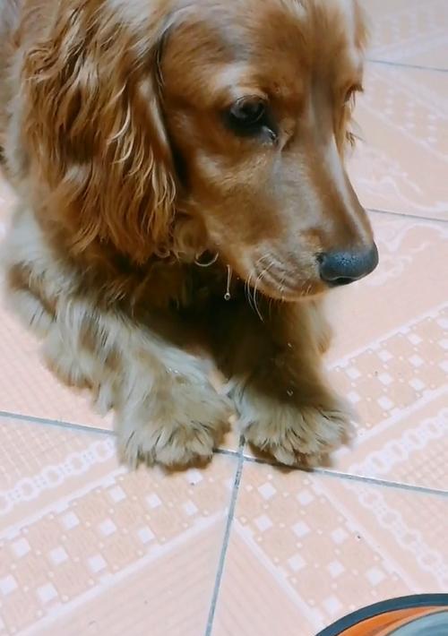 狗不吃狗粮常见原因与应对方法,让爱犬重拾胃口 狗不吃狗粮常见原因与应对方法,让爱犬重拾胃口