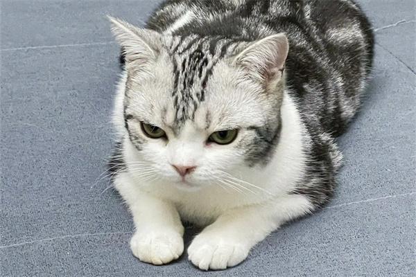 猫咪打架的后果与应对:如何避免宠物猫受伤与心理压力 猫咪打架的后果与应对:如何避免宠物猫受伤与心理压力