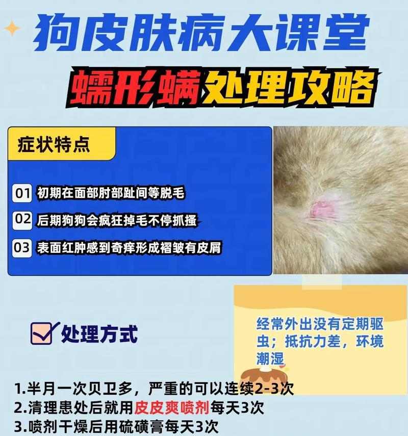 狗狗皮肤病如何用药?常见症状与药物治疗方案详解 狗狗皮肤病如何用药?常见症状与药物治疗方案详解