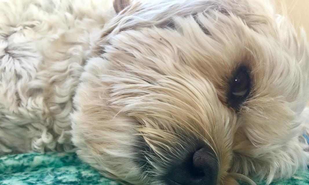 狗狗皮肤病如何用药?常见症状与药物治疗方案详解 狗狗皮肤病如何用药?常见症状与药物治疗方案详解