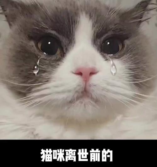 白鼻子猫预兆解读,揭秘猫咪神秘信号与亲密关系建立 白鼻子猫预兆解读,揭秘猫咪神秘信号与亲密关系建立