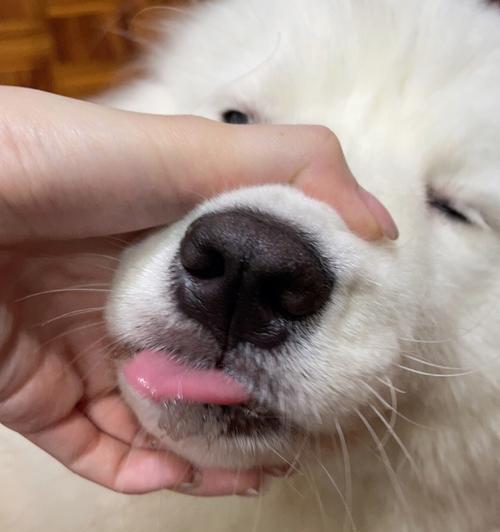 狗鼻子形状的奥秘与超凡嗅觉能力解析