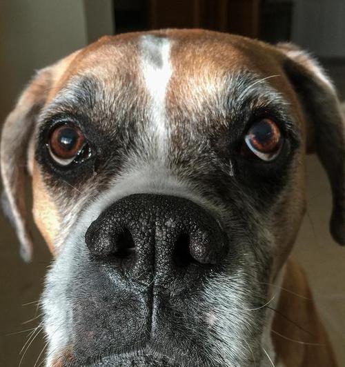 狗鼻子形状的奥秘与超凡嗅觉能力解析