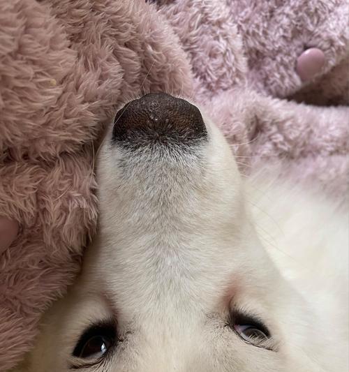 狗鼻子形状的奥秘与超凡嗅觉能力解析