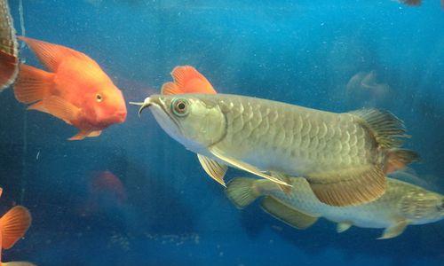 银龙鱼科学饲养全攻略,从饮食到环境健康无忧 银龙鱼科学饲养全攻略,从饮食到环境健康无忧