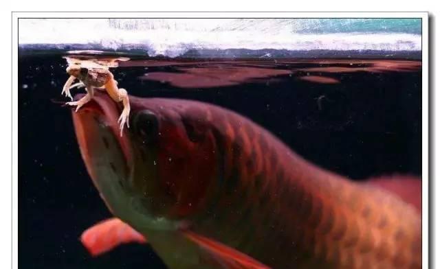 银龙鱼科学饲养全攻略,从饮食到环境健康无忧 银龙鱼科学饲养全攻略,从饮食到环境健康无忧