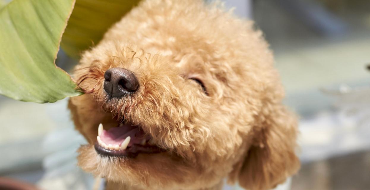 小贵宾狗粮挑选指南与科学喂养技巧