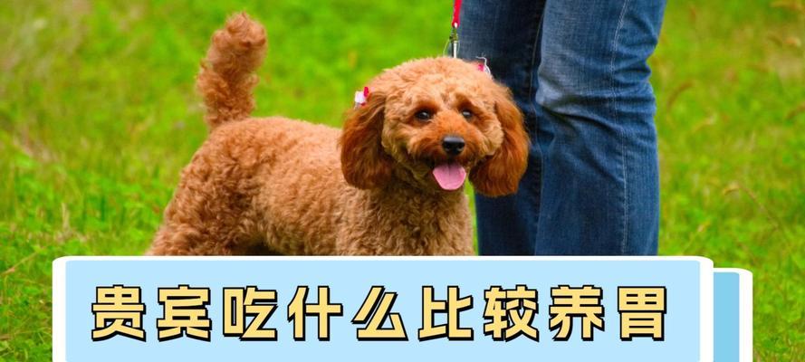 小贵宾狗粮挑选指南与科学喂养技巧