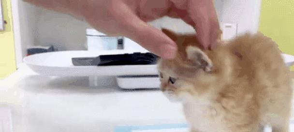 小猫体检的重要性:预防疾病与早期发现健康问题 小猫体检的重要性:预防疾病与早期发现健康问题