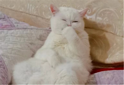 木薯豆腐猫砂测评:无尘但粘底,性价比如何? 木薯豆腐猫砂测评:无尘但粘底,性价比如何?