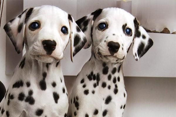 犬猫弓形虫病的症状识别与治疗方案详解