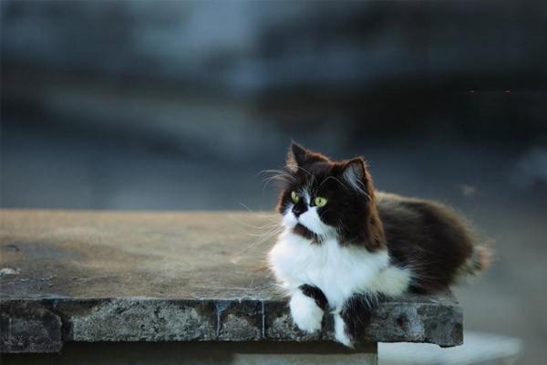 犬巴贝丝虫病症状解析与治疗方案：从预防到康复