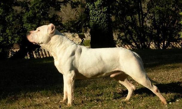 揭秘世界最具攻击性犬种,单挑霸者之王的战斗力解析 揭秘世界最具攻击性犬种,单挑霸者之王的战斗力解析