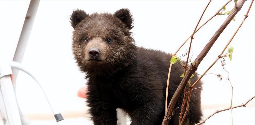 揭秘世界最具攻击性犬种,单挑霸者之王的战斗力解析 揭秘世界最具攻击性犬种,单挑霸者之王的战斗力解析