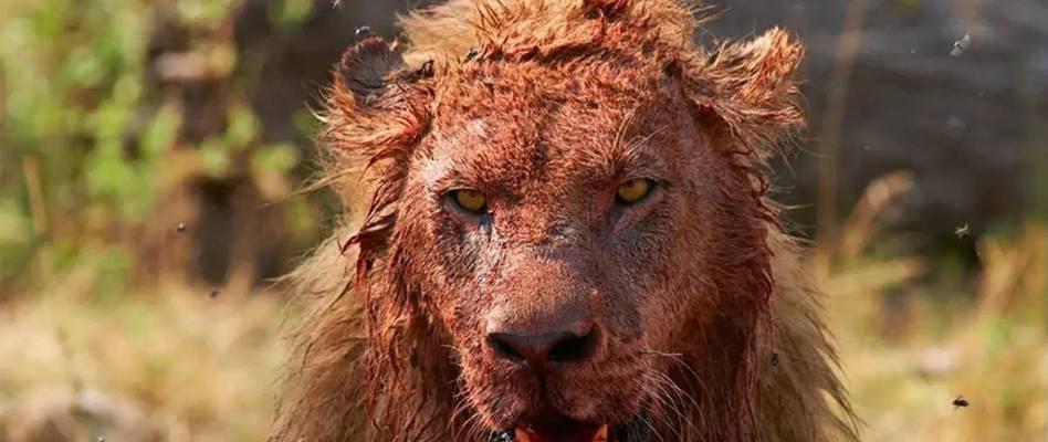 揭秘世界最具攻击性犬种,单挑霸者之王的战斗力解析 揭秘世界最具攻击性犬种,单挑霸者之王的战斗力解析