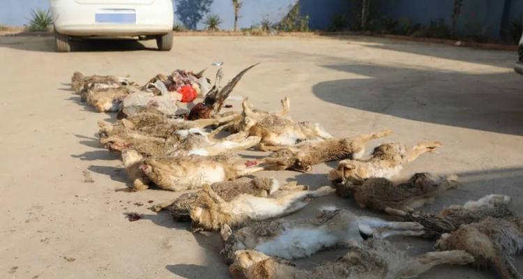 猎犬品种选择与训练技巧:高效捕捉兔子和野鸡 猎犬品种选择与训练技巧:高效捕捉兔子和野鸡