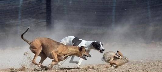 猎犬品种选择与训练技巧:高效捕捉兔子和野鸡 猎犬品种选择与训练技巧:高效捕捉兔子和野鸡