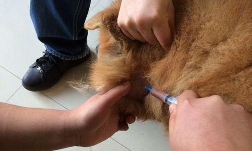 狗狗耳朵流脓原因与防治指南，守护爱犬耳部健康