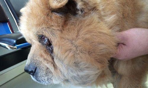 狗狗耳朵流脓原因与防治指南，守护爱犬耳部健康