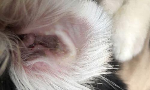 狗狗耳朵流脓原因与防治指南，守护爱犬耳部健康