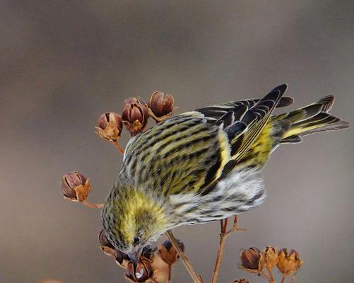黄雀的生存悲剧:天敌追捕下的脆弱命运与生态启示 黄雀的生存悲剧:天敌追捕下的脆弱命运与生态启示