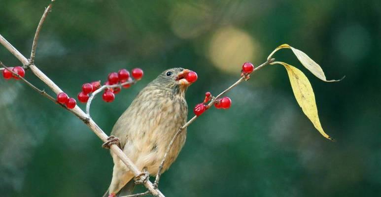 黄雀的生存悲剧:天敌追捕下的脆弱命运与生态启示 黄雀的生存悲剧:天敌追捕下的脆弱命运与生态启示