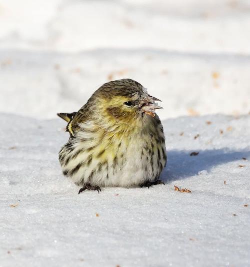 黄雀的生存悲剧:天敌追捕下的脆弱命运与生态启示 黄雀的生存悲剧:天敌追捕下的脆弱命运与生态启示