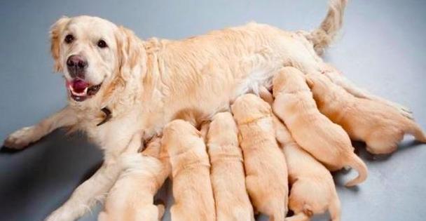 小狗健康饮食指南：营养需求与禁忌食物清单