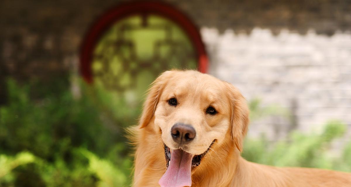 小狗健康饮食指南：营养需求与禁忌食物清单