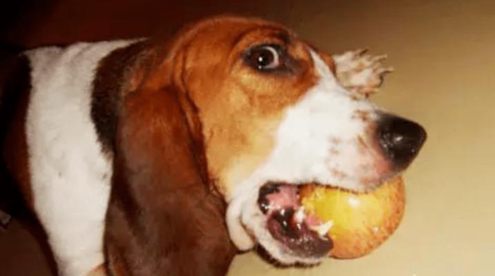 如何预防和处理狗中毒紧急情况,守护爱犬健康 如何预防和处理狗中毒紧急情况,守护爱犬健康