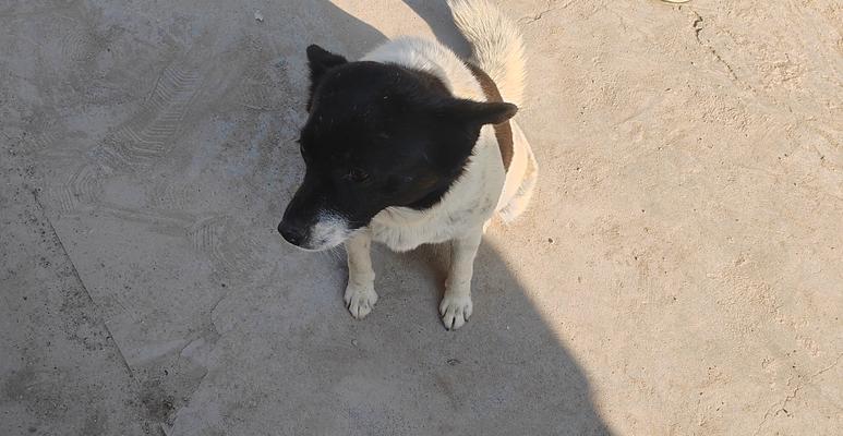 狗狗怀孕流产的征兆与应对指南,宠物主人需知的关键症状 狗狗怀孕流产的征兆与应对指南,宠物主人需知的关键症状