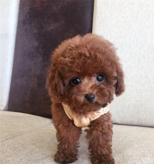 泰迪犬眼睛又圆又大的原因解析：遗传进化与品种标准