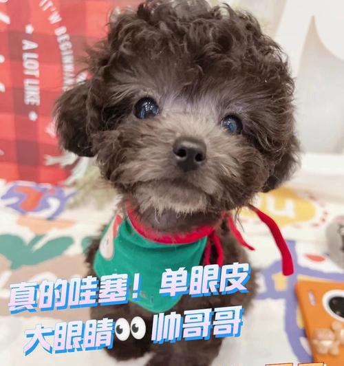 泰迪犬眼睛又圆又大的原因解析：遗传进化与品种标准