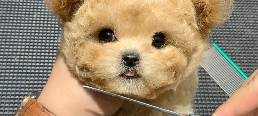 泰迪犬眼睛又圆又大的原因解析：遗传进化与品种标准