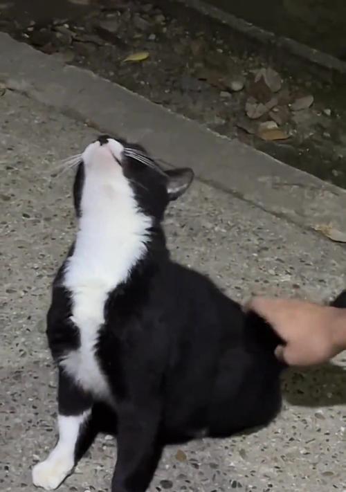 猫咪头痒原因与解决方法，从寄生虫到饮食过敏全面解析