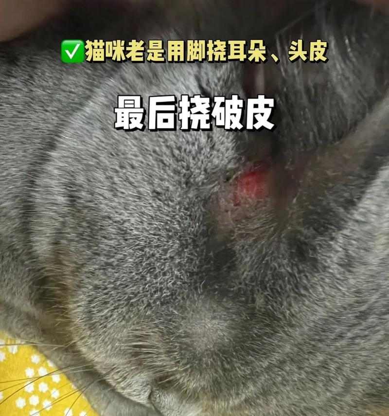 猫咪头痒原因与解决方法，从寄生虫到饮食过敏全面解析