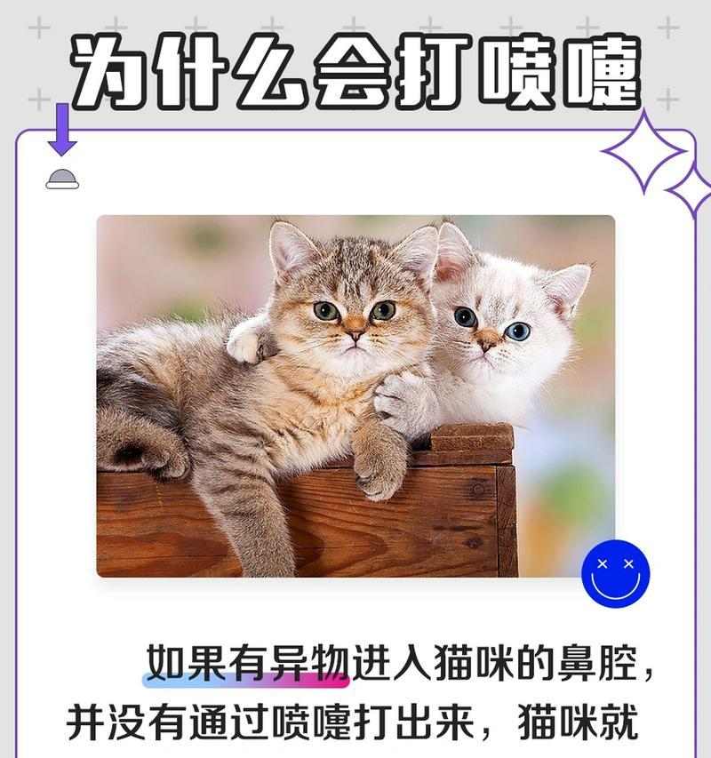 猫咪头痒原因与解决方法，从寄生虫到饮食过敏全面解析