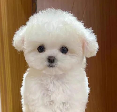 如何判断比熊犬品相好坏?关键指标与影响因素全解析 如何判断比熊犬品相好坏?关键指标与影响因素全解析