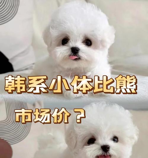 如何判断比熊犬品相好坏?关键指标与影响因素全解析 如何判断比熊犬品相好坏?关键指标与影响因素全解析