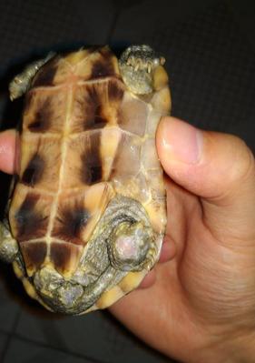 探秘乌龟腐皮:传统制作工艺与养生价值详解 探秘乌龟腐皮:传统制作工艺与养生价值详解