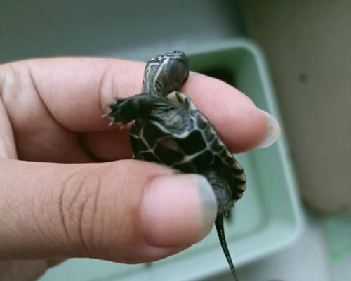 探秘乌龟腐皮:传统制作工艺与养生价值详解 探秘乌龟腐皮:传统制作工艺与养生价值详解