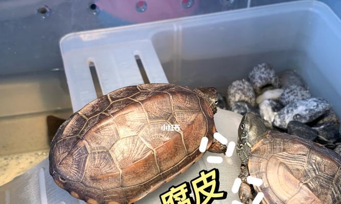 探秘乌龟腐皮:传统制作工艺与养生价值详解 探秘乌龟腐皮:传统制作工艺与养生价值详解