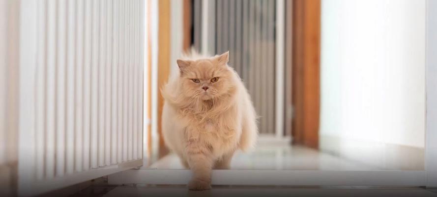 猫咪突然乱跑的原因揭秘，解析猫咪疯狂奔跑背后的行为奥秘